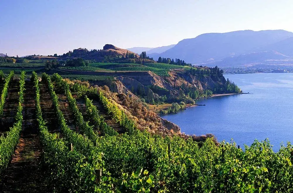 Okanagan vineyard rows above the lake